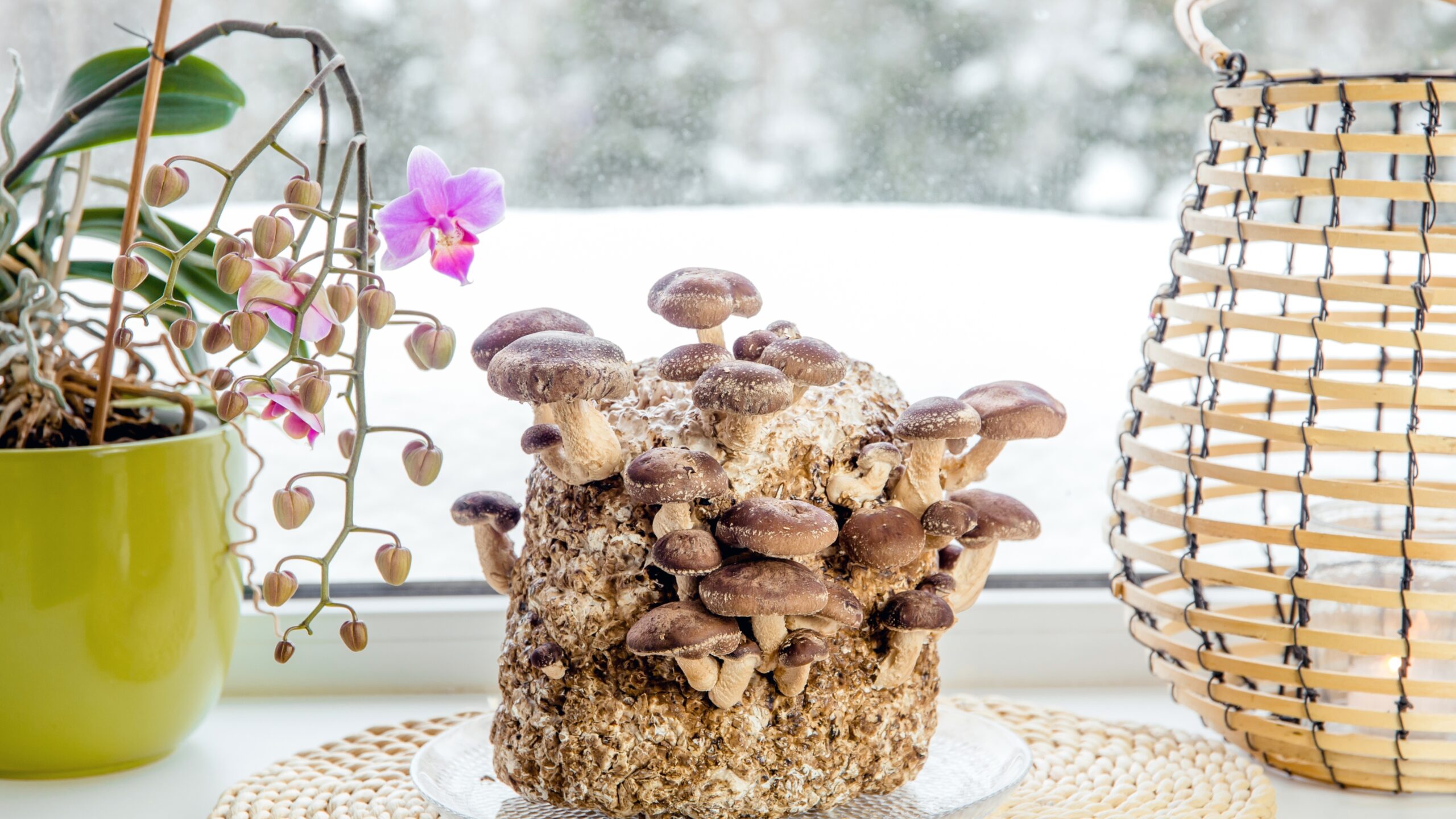Cultivating mushrooms sustainably