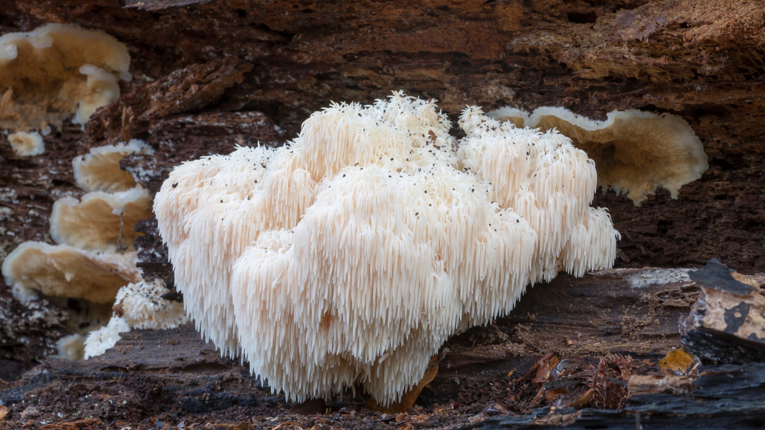 Traditional medicine mushrooms