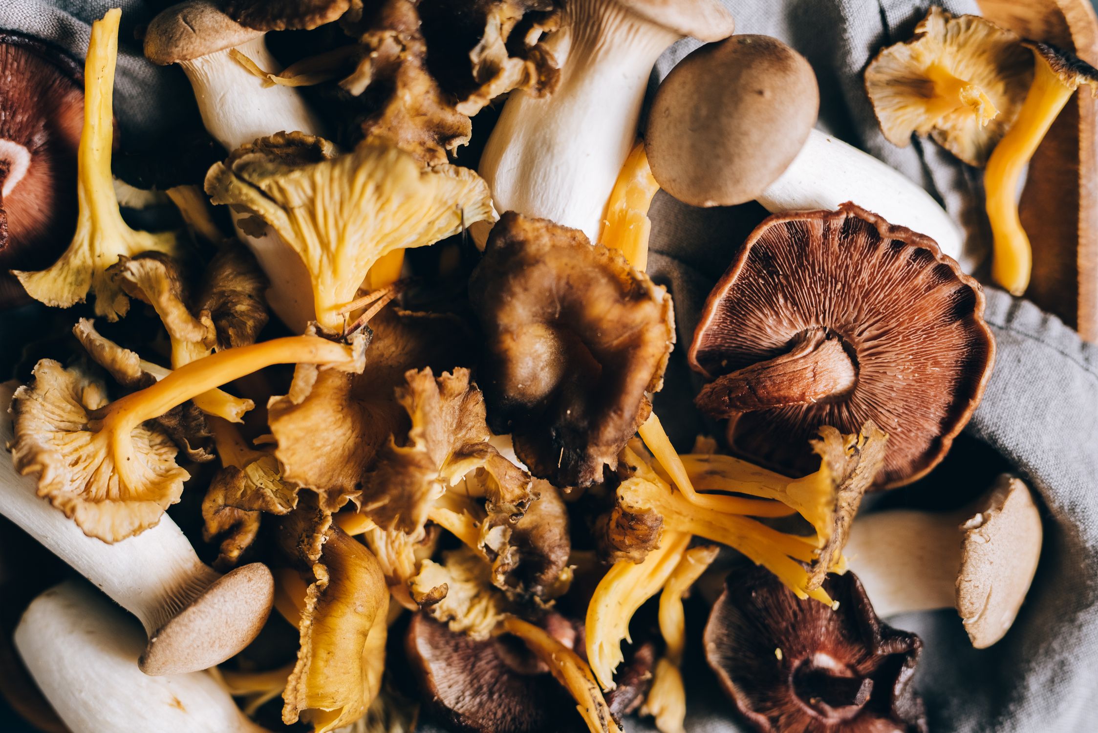 Dried wild mushrooms including medicinal varieties on a fabric surface